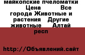  майкопские пчеломатки F-1  › Цена ­ 800 - Все города Животные и растения » Другие животные   . Алтай респ.